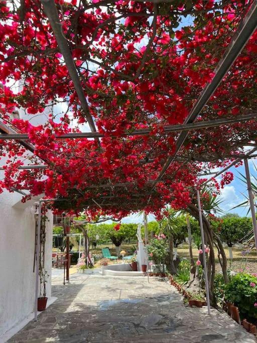 Ktima_countryliving Ferienhaus Samos Town